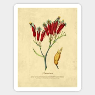 Phormium With Details Sticker